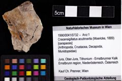 Foto (Objket + Etiketten) von Cracensigillatus acutirosrtis (Moericke, 1889) 